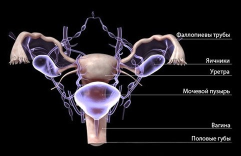 Create meme: female genitalia, the structure of the pelvic organs, female pelvic organs