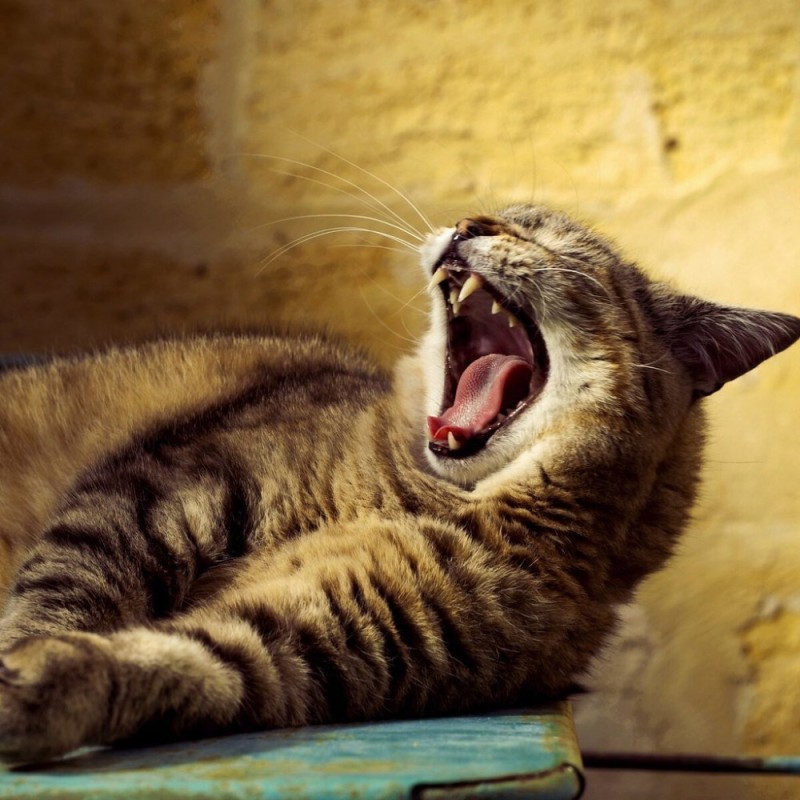Create meme: a rabid cat , yawning cat, screaming cat 