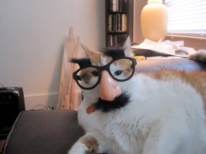 Create meme: cat, my master is an idiot, cat with glasses