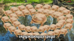 Create meme: toad, funny animals, toad for bagita