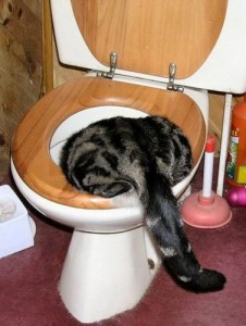 Create meme: cats, to accustom the cat to the toilet, the cat goes to the toilet
