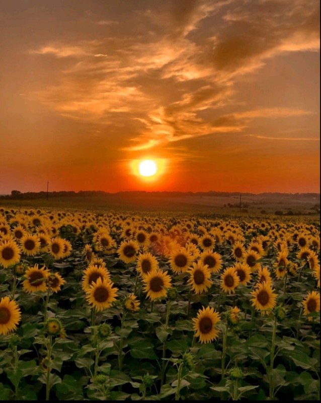 Create meme: sunflowers field, a field of sunflowers at sunset, sunflowers at dawn