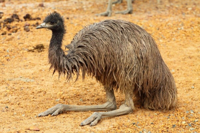 Create meme: emu Australia, australian emu ostrich, ostrich bird