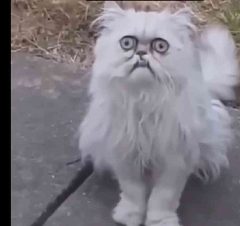 Create meme: Persian cat , strange cat, the mad cat
