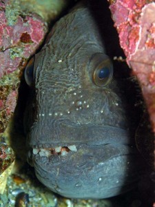 Создать мем: dive, moray eel, кит зубатка