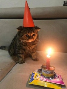 Create meme: happy birthday cat, cats, cat