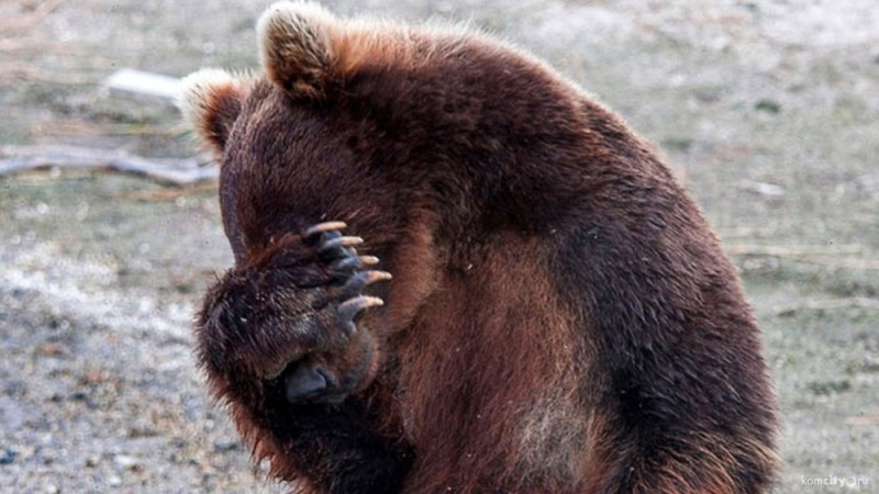 Create meme: siberian brown bear, bear bear, big brown bear