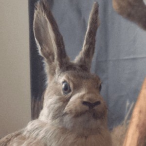 Create meme: a scythe Bunny, Bunny rabbit, hare