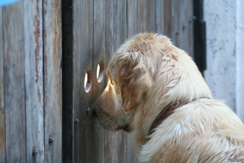 Create meme: dog nablyudala, guard dogs, funny dogs