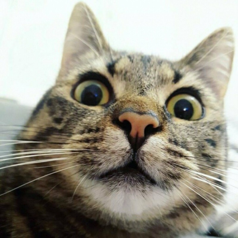 Create meme: surprised cat, cats are funny, cat 