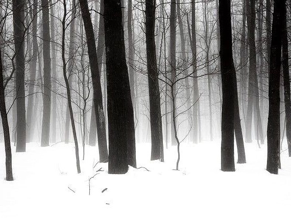 Create meme: forest fog, scary winter forest, dark snowy forest