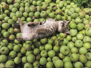 Создать мем: Кошка, котов фруктов, кот и зеленое яблоко