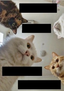 Создать мем: коты, кошка кошка, мемы с котами