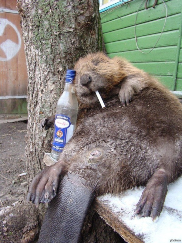 Create meme: funny beavers, beaver Semyon, drunk beaver
