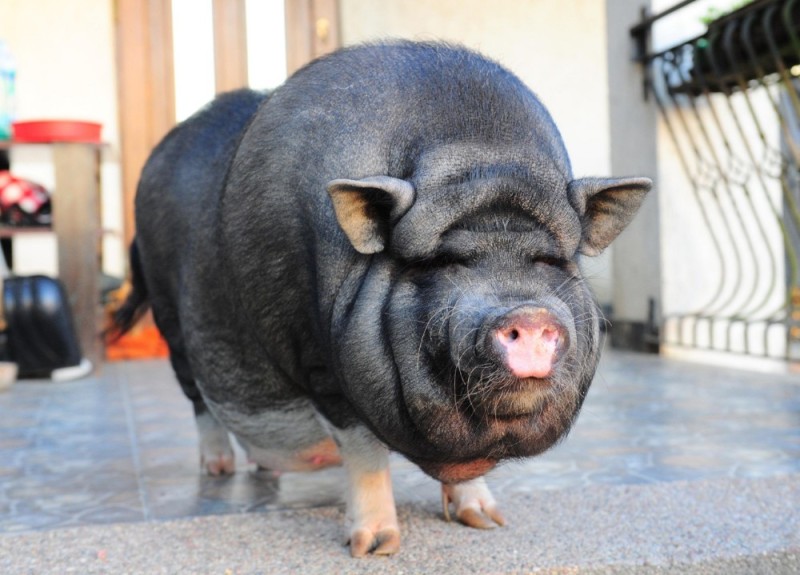 Создать мем: самая жирная свинья, карликовая домашняя свинья, большая свинья