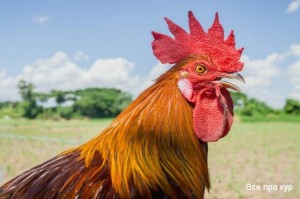 Create meme: Cockerel, Momo cock petushara, the cock bird