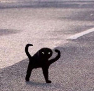 Create meme: black cat meme, black cat joy, joy, Shuka black cat meme