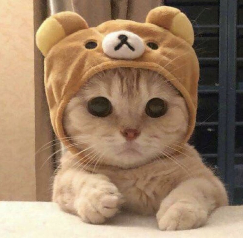 Create meme: cute cat , cat , cute cats with hats