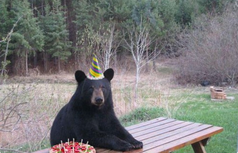 Create meme: the bear at the table, animals bear , bear meme 
