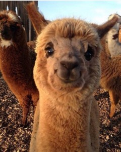 Создать мем: веселая альпака, alpaca, альпака