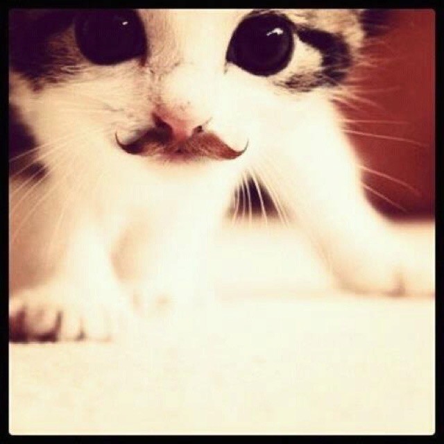 Create meme: cat with black mustache, cute kitten, cat 