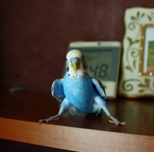 Create meme: parrots, wavy parrot blue, budgie