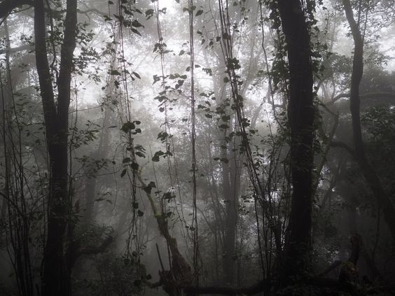 Создать мем: лес во мгле, природа туман, темный лес