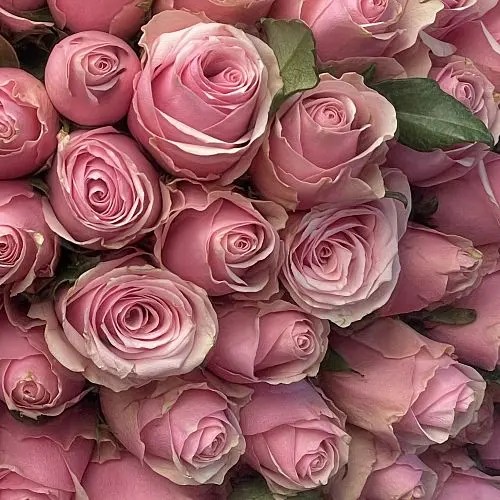 Create meme: pink roses , rose pink, soft pink roses