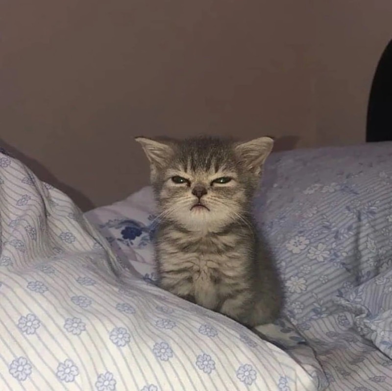 Create meme: cat meme, A disgruntled kitten, The kitten woke up