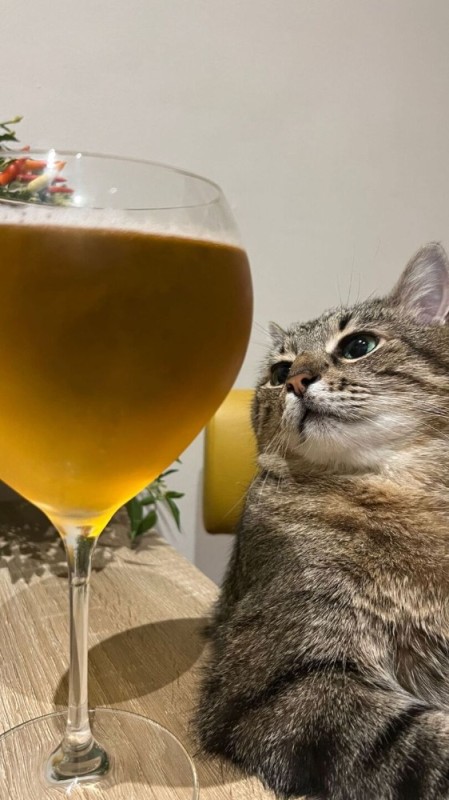 Create meme: cat , cat stepan with a glass, cat stepan with beer