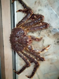 Create meme: giant crab, far East crab, king crab