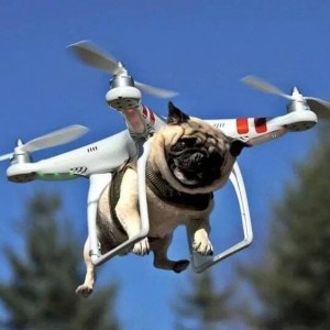 Создать мем: мопс вертолет, собака квадрокоптер, мопс на квадрокоптере