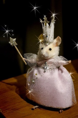 Создать мем: смешная мышь, красивая мышка, мышь в платье