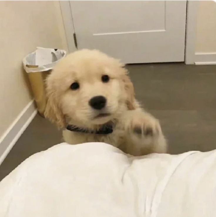 Создать мем: golden retriever puppy, собака золотистый ретривер, ретривер собака