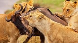 Create meme: lioness vs Buffalo, hunting lions, lioness