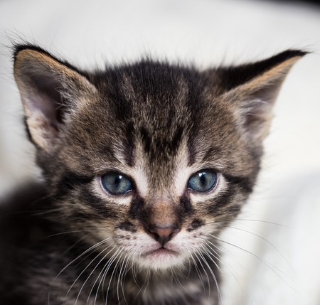 Создать мем: кот, кошка котенок, котята