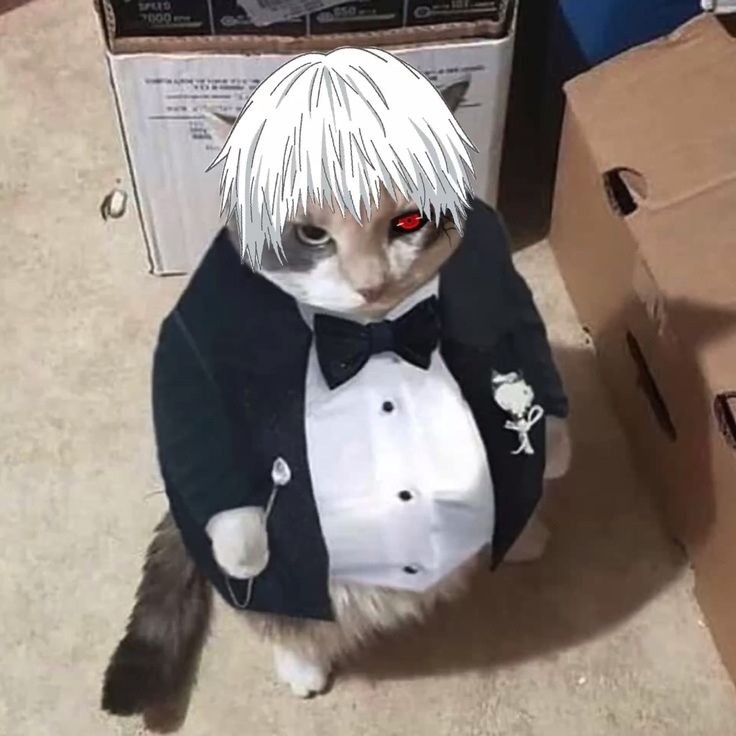 Create meme: business cat, a cat in a Santa costume, the cat in the jacket