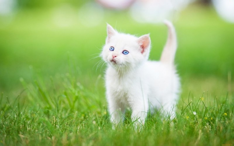 Create meme: cute white cats, kitties , kitty white
