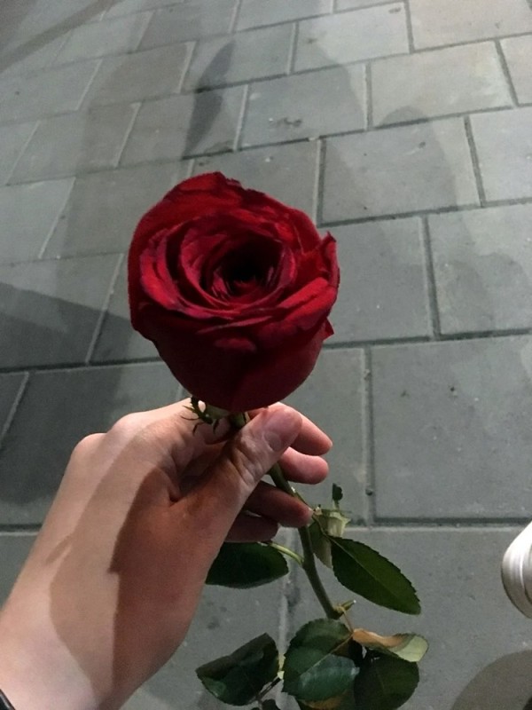 Create meme: A rose in your hands, rose red Naomi, rose rose