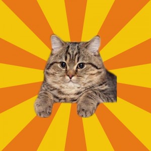 Create meme: British Shorthair, Kote, cat pisos