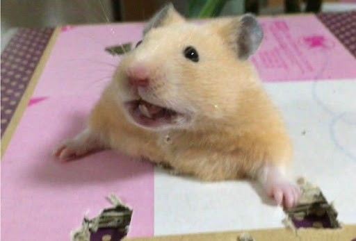 Create meme: hamsters meme, cunning hamster, the Syrian hamster 