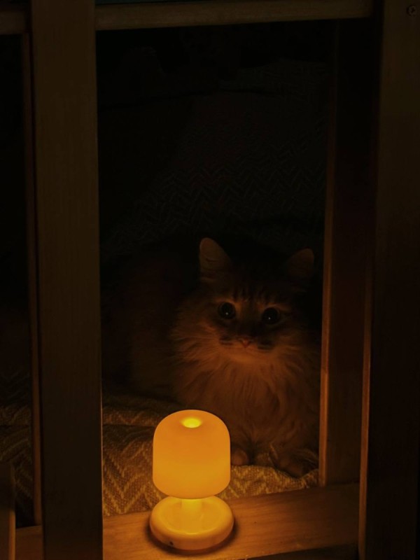 Create meme: cat , The cat with the lamp meme, the cat under the lamp