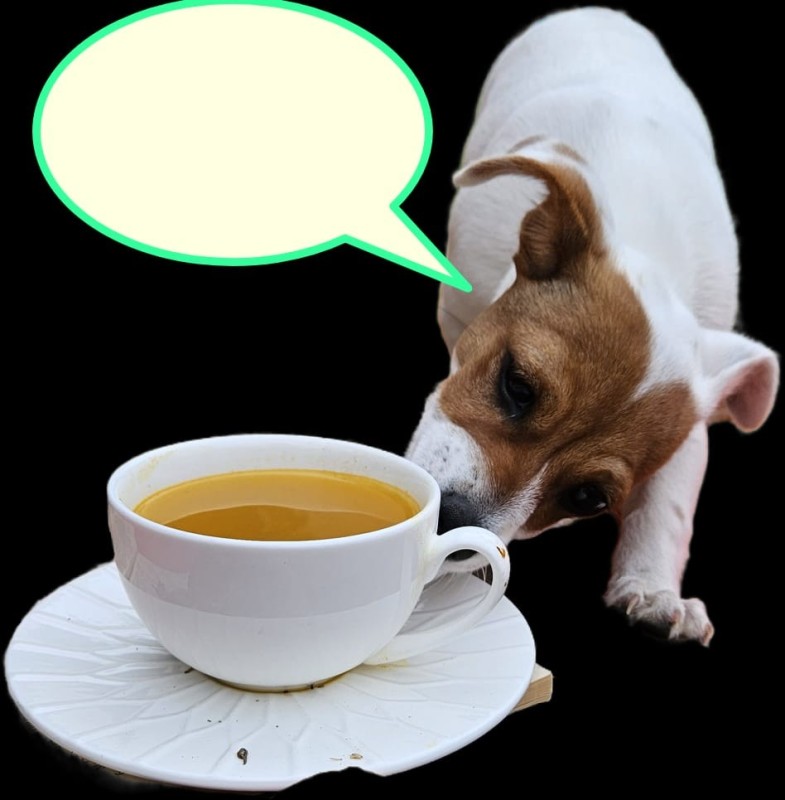 Create meme: corgi and tea, dog , Jack Russell Terrier 