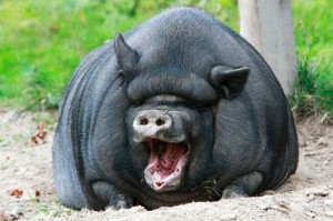 Создать мем: вьетнамская вислобрюхая свинья, большая свинья, жирная свинья