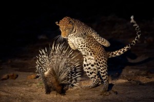 Create meme: wild animals, leopard