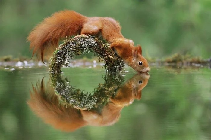 Create meme: squirrel , squirrel summer, red squirrel