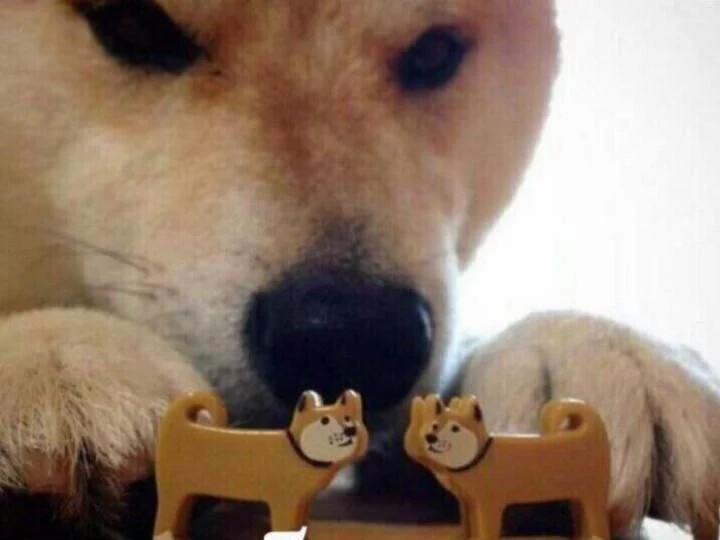 Create meme: shiba inu dog, dog bites, shiba inu