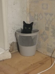 Create meme: quarry black cat Nevinnomyssk, cat in a strange place, cat