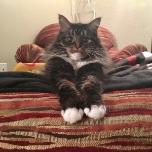 Create meme: seals marcotti, my legs, the cattery of Maine Coon