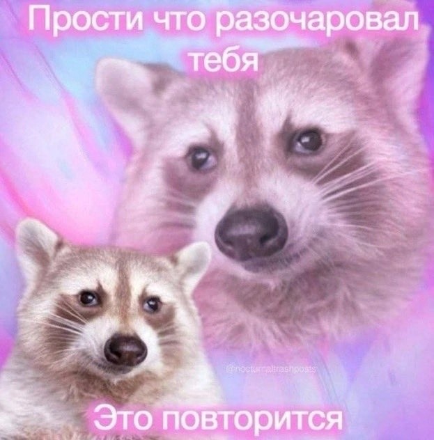 Create meme: raccoon , enotik , Raccoon, I'm sorry